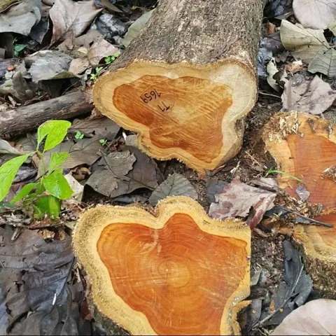 Madera Teca, Material de alta calidad, conocido por su durabilidad y resistencia al agua, perfecto para muebles y construcciones.