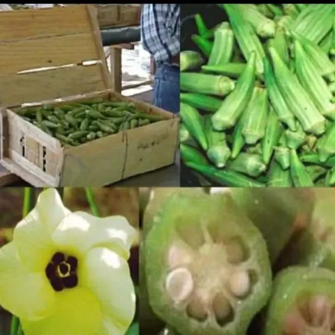 Cadia - Okra. Vegetal saludable, popular por sus propiedades nutricionales y beneficios para la salud en la cocina mundial.