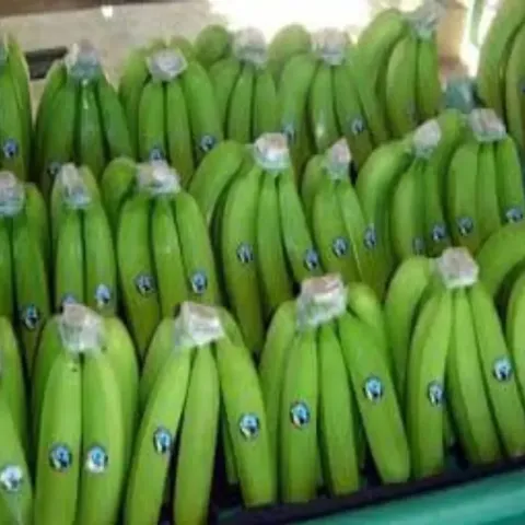 Banano. Fruta tropical rica en potasio y energía, cultivada con un enfoque sostenible para mercados globales.